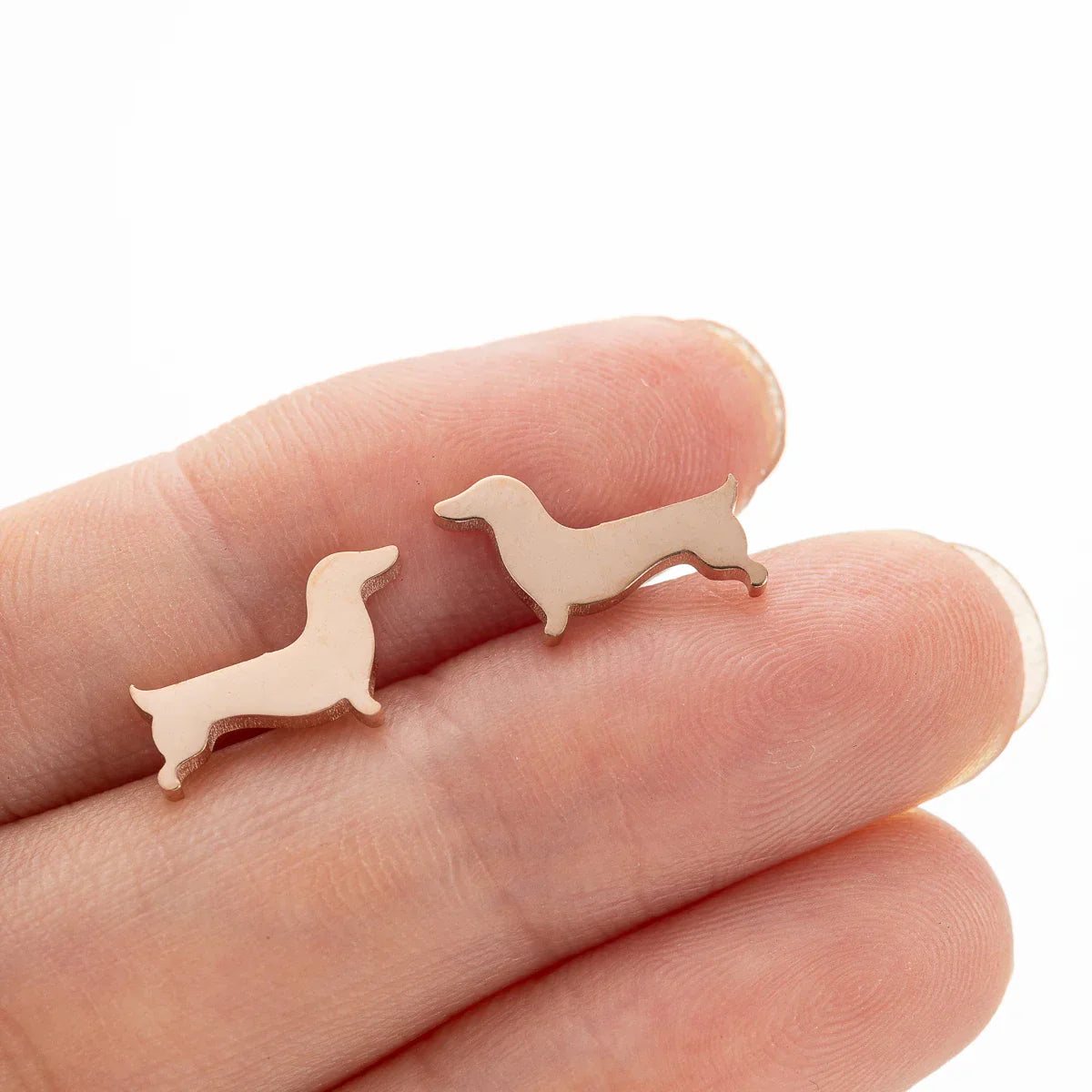 Charming Dachshund Studs